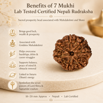7 Mukhi Lab Tested Certified Nepali Rudraksha (18 - 20mm)