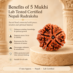 5 Mukhi Lab Tested Certified Nepali Rudraksha