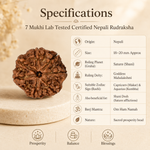7 Mukhi Lab Tested Certified Nepali Rudraksha (18 - 20mm)